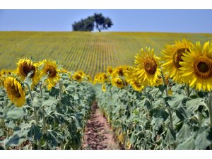 Adana’da buğday yerini ‘sarı altın’a bırakıyor
