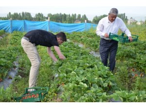 Muş ekonomisine çilek dopingi