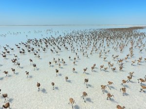 Tuz Gölü flamingolarla bir başka güzel