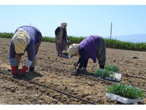 Salihli’de işçi ve biçerdöver fiyatları belirlendi