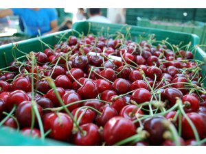 Tescilli Salihli Kirazı, Avrupa ve Uzakdoğu’nun ağzını tatlandırıyor