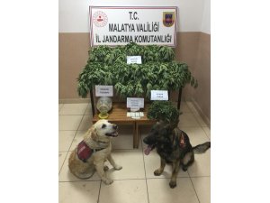 Jandarmadan yasa dışı kenevir ekenlere operasyon