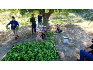 Aydın’da ilekleme sezonu başladı