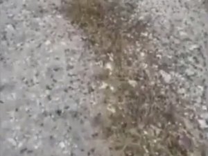 Sardinya Adası’nda çekirge istilası