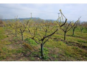 Fındık sektörü bu bahçeyi bekliyor