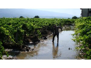 Sarıgöl’de üzüm bağlarında bakım