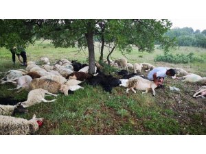Eskişehir’de 55 koyun yıldırım sebebiyle telef oldu