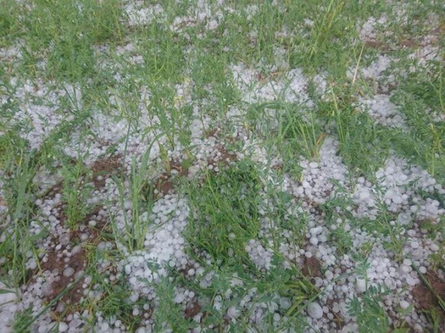 Doludan zarar gören tarım işçilerine yardım