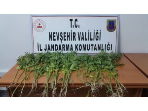 Çardak köyünde 81 kök Hint keneviri ele geçirildi