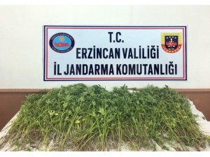 Erzincan’da 981 kök kenevir imha edildi