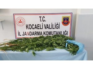 İzmit’te ormanlık alana ekili 67 kök kenevir ele geçirildi