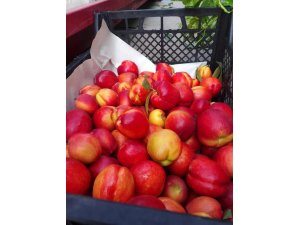 Hatay’da nektarin hasadı başladı