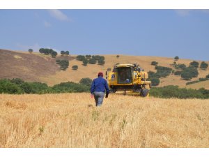 Kurtalan’da buğday hasat dönemi başladı