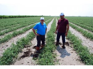 Manisa’da tarım arazilerini dolu vurdu
