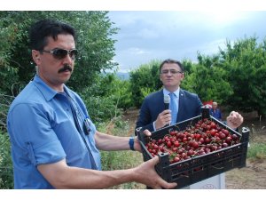 Tokat’ta ihracatlık kiraz hasadı başladı