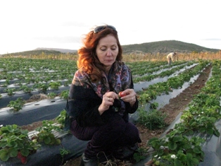 'Kırmızı Altın' ile krizi atlattılar