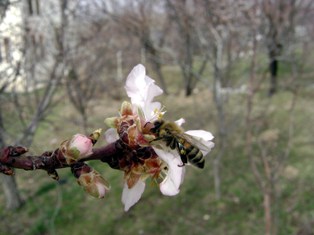 Toroslarda bahar çiçekleri açtı