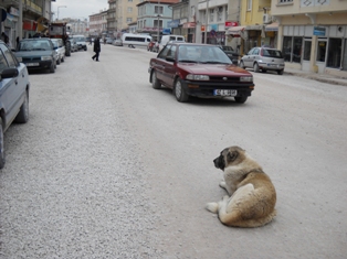 Seydişehir'de başıboş köpekler sorun oldu
