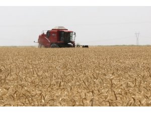 BUĞDAYDA REKOLTE DÜŞTÜ