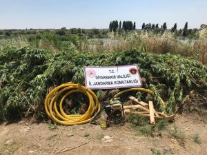 DİYARBAKIR’DA 122 BİN 789 KÖK KENEVİR ELE GEÇİRİLDİ