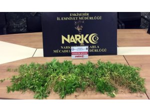 Eskişehir’de 545 kök Hint keneviri ele geçirildi