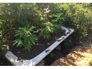 Banyon küvetinde uyuşturucu yetiştirmiş