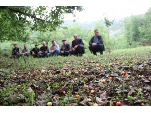 Aydın’da kiraz sezonu başlamadan bitti