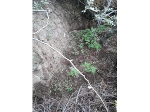 58 kök Hint keneviri bitkisi ele geçirildi