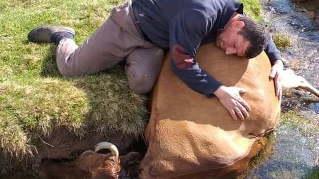 Gözyaşlarına boğuldu... Boğularak ölen ineğine böyle sarıldı...