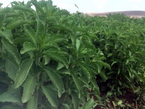 Asrın bitkisinde hasat başladı