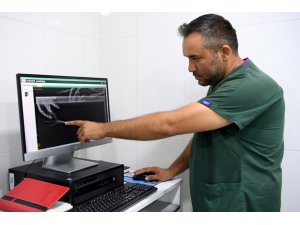 Balıkçıların misinasına ayağı dolanan martı ölümden döndü