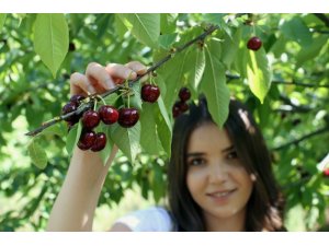 Kirazlar dalında kaldı