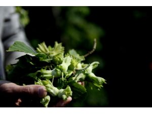 Fındık hasadı öncesi korkutan açıklama