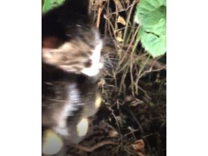 Toprağa gömülü kediyi itfaiye ekipleri kurtardı