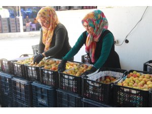 Kayısı 20 liradan 1 liraya düştü