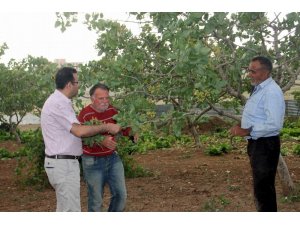 300 bin dekar alan üzerinde yetişen Siirt fıstığı dünya pazarında yer alacak