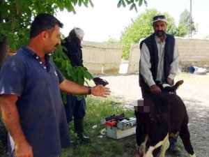 Sokak köpekleri iki buzağının kuyruğunu kökünden kopardı