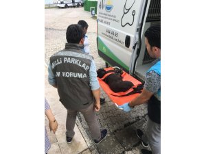 Van’da pitbull cinci köpek bulunduran şahsa 7 bin 802 lira ceza