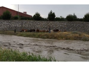 Yağmur suları yükselince dere kenarında mahsur kaldılar