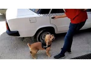 Narkotik köpeği önce buldu, sonra poz verdi