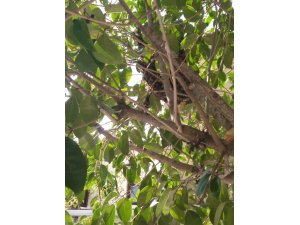 Beşiktaş Ortaköy’de arı istilası