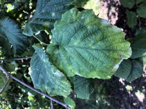 Fındıkta külleme hastalığı, Batı Karadeniz’i de tehdit ediyor