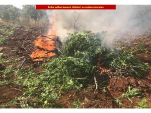 Diyarbakır’da 850 bin 850 kök kenevir ele geçirildi