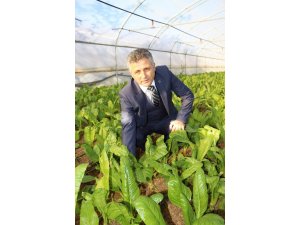 Ülke nüfusu artarken sebze üretim alanları azaldı