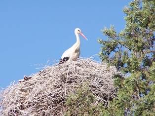 Baharın müjdecisi leylekler geldi