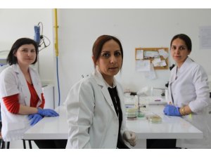 Artan kağıt maliyetlerine karşı bakteriyel selüloz ürettiler