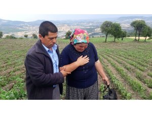 Selendi’de etkili olan dolu yağışı tarım arazilerini vurdu