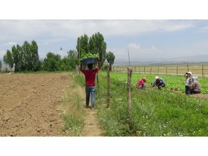 Muş’ta tütün ekimi başladı