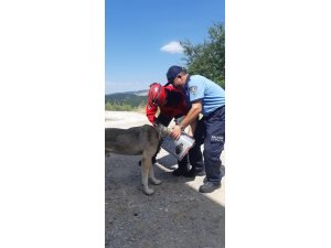 Başına teneke sıkışan köpeği itfaiye kurtardı