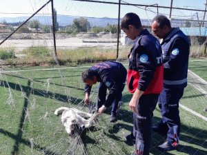 Kale ağlarına takılan köpeği itfaiye kurtardı